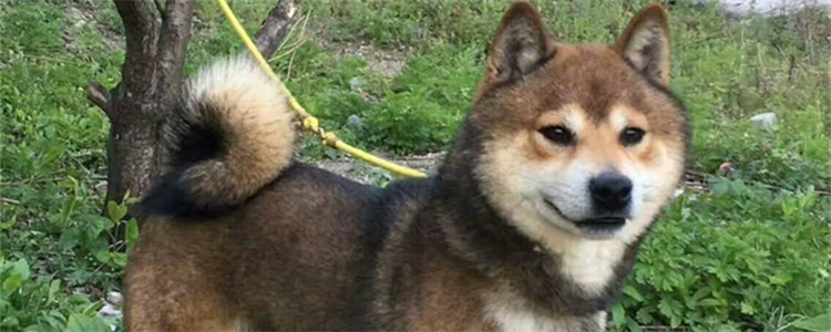 胡麻柴犬怎么鉴定 柴犬小时候比较难辨别