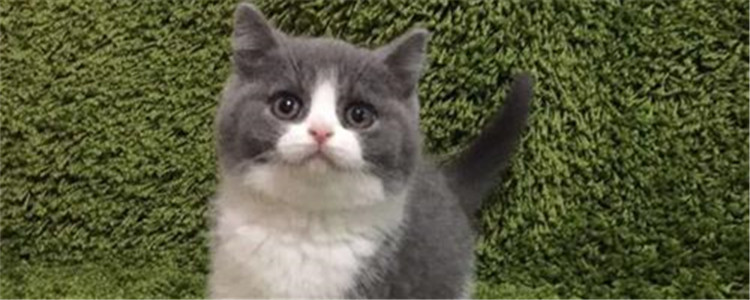 英短蓝白幼猫失败品相 教你如何鉴定英短蓝白品相