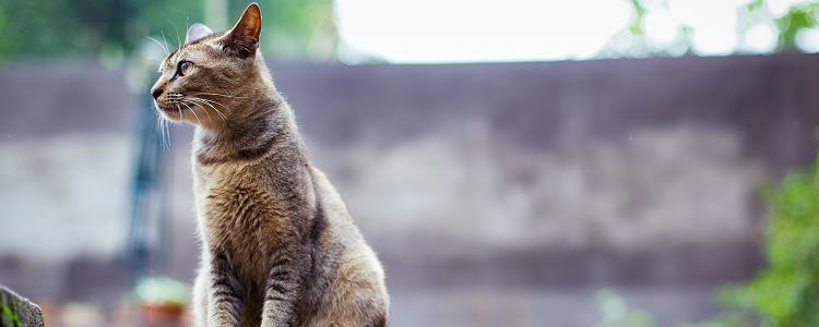 猫咪身上红色凸起疙瘩 要注意观察猫咪有无不良反应哦！