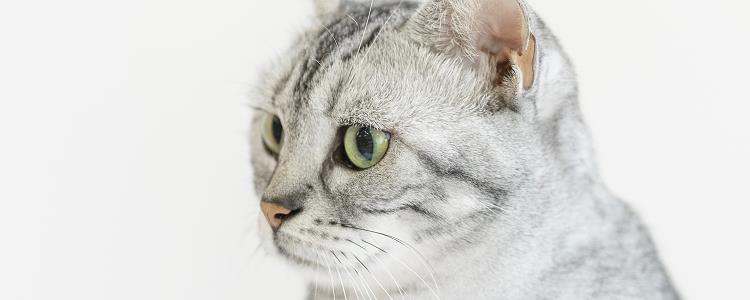 猫咪咪咪旁边有黑点 毛囊炎要注意哦！