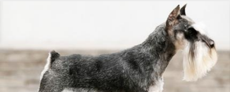 怎样利用狗找丢失的狗 肯定是用人找更加的有效啊!