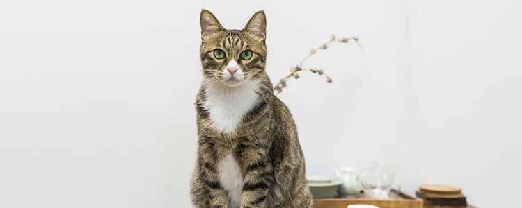 猫打狂犬疫苗的副作用 不良反应超过五天就值得警惕了哦！