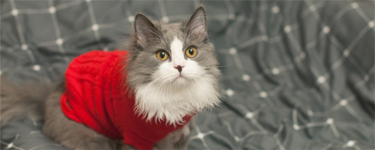 猫绝育是割哪里 公猫和母猫绝育难度不一样