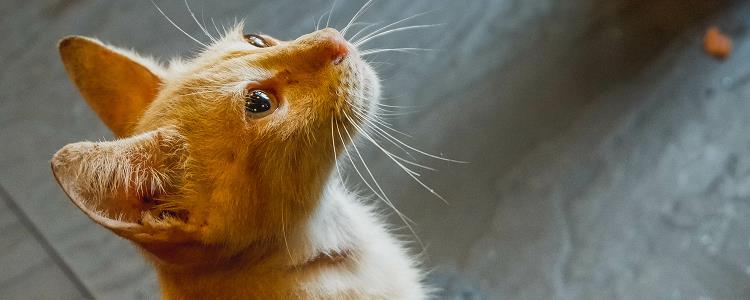 猫换粮拉稀会自愈吗