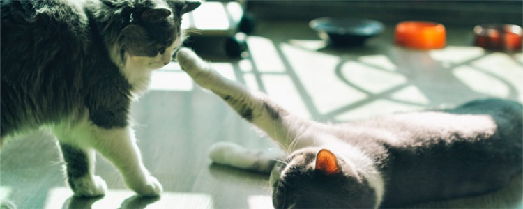 小猫之间会打架嘴巴破了怎么办 不要放任猫咪互相打架