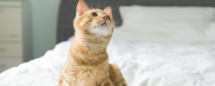 猫毛可以剃光吗 你这是想害死猫咪吗？