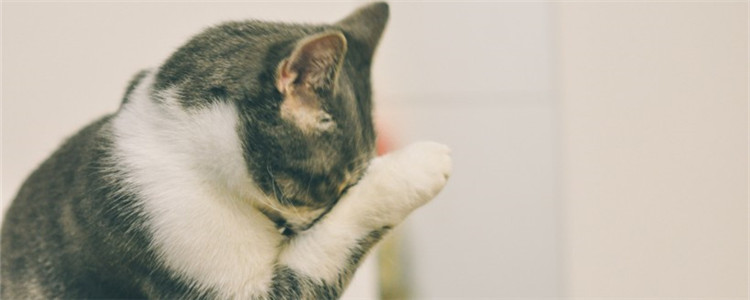 猫咪舌头在外面还流血怎么回事 自己应该怎么处理伤口