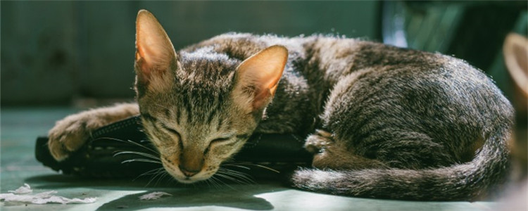 自制小猫奶嘴 两个简单制作奶嘴的方法