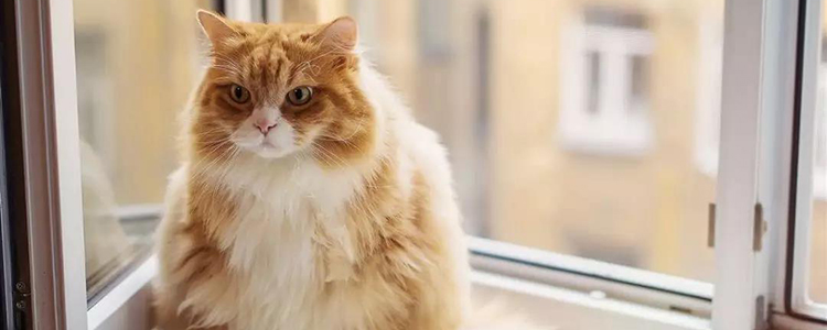 猫尿不出来吃什么药 不知道病因时药别乱喂!