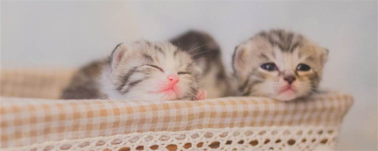 母猫流产怎么办 最好带猫咪及时就医