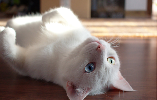 猫打呼噜是什么意思 是和人类一样感到舒服吗?