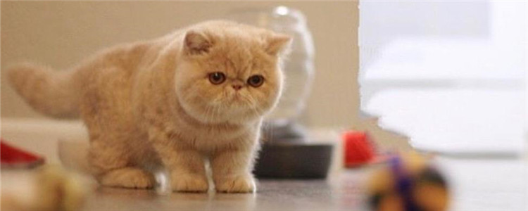 加菲猫便有点血怎么回事 定期驱虫不容忽视