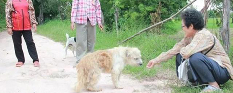 狗狗在公路边苦等主人四年，主人来了，它却不跟主人走...