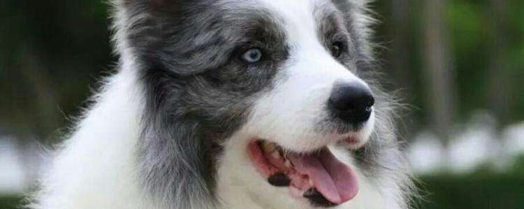 边牧为什么不能当警犬 不是什么狗都能当警犬的！