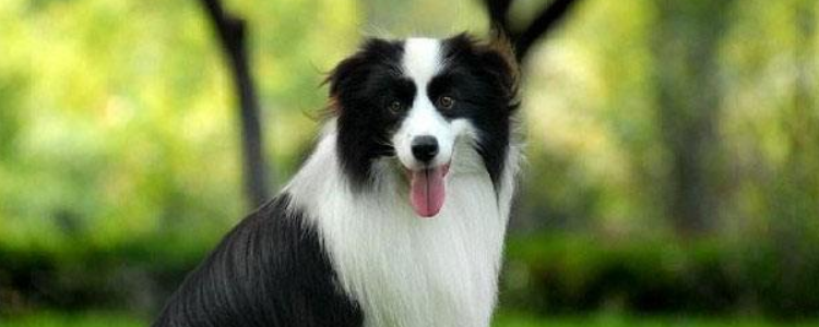 边牧耳朵什么时候立起来的 把握边牧立耳时期很关键!