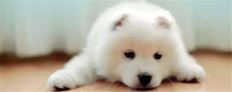 8个月萨摩吃什么狗粮 选择合适的狗粮很重要