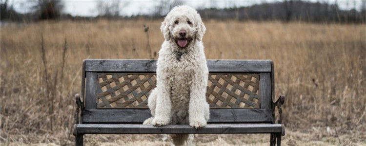 为什么母狗也有小jj 母狗的小jj是用来干嘛的