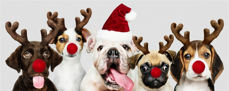 母狗为什么咬死小狗 母狗咬死小狗的原因有很多