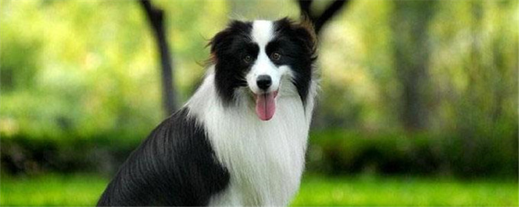 我的冠军狗是什么狗 这种狗有哪些优点