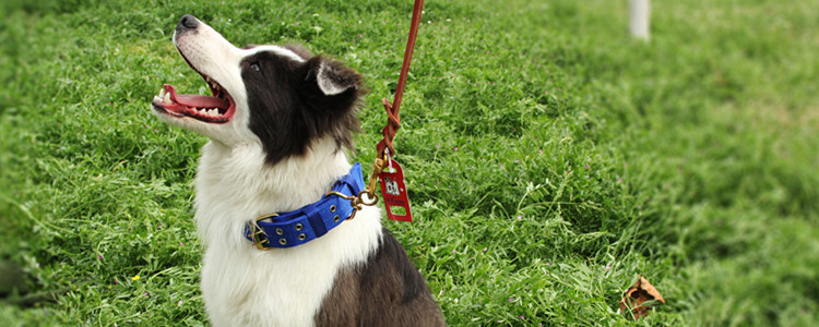 不能养边境牧羊犬理由 你还能忍受这几点就可以养了！