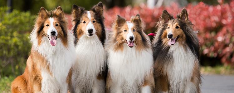 爱宠随地小便，哆哩爱宠提醒3种情况需注意，尤其是第3个！