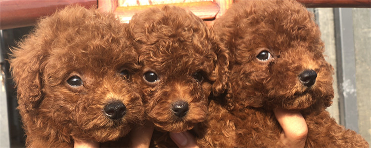 黄色卷毛狗狗什么品种 泰迪就是贵宾犬吗