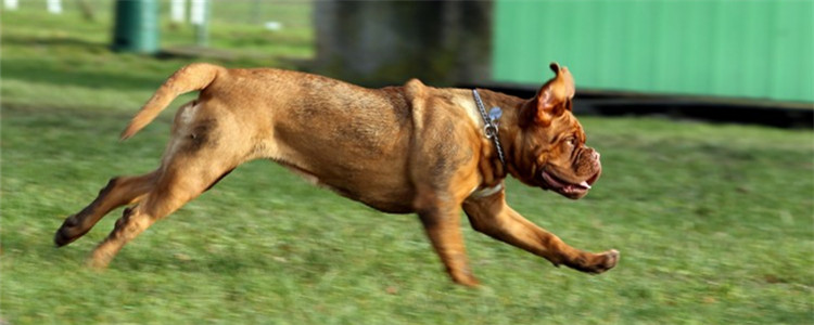 狗狗脚掌干燥涂燥涂什么 狗狗的脚掌需要做好护理工作