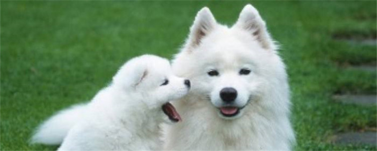 沙姆是什么狗 你确定你没听错吗