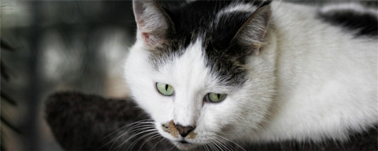 猫容易患什么病 怎么预防肾病,最好每年带猫咪做一次体检