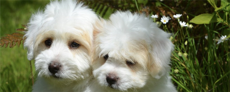 公狗为什么凶母狗 公狗凶母狗的原因有哪些