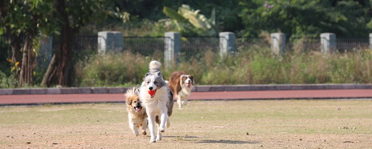 怎样养好边境牧羊犬 这几点都是非常重要的!