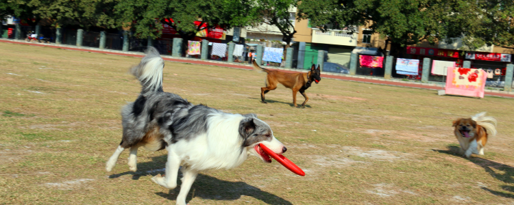 边境牧羊犬湿疹怎么治 湿疹是真的很难受的,及时治疗!