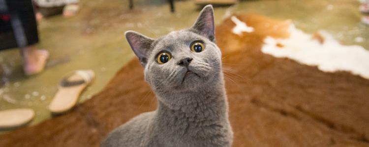 猫耳朵不脏但有油