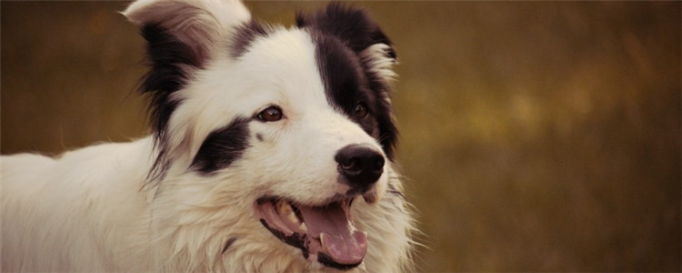 鸡架喂狗掺什么 千万不要小看鸡架的作用