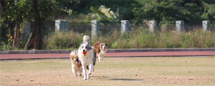 边境牧羊犬的特征 可以准确掌握边牧的特征吗