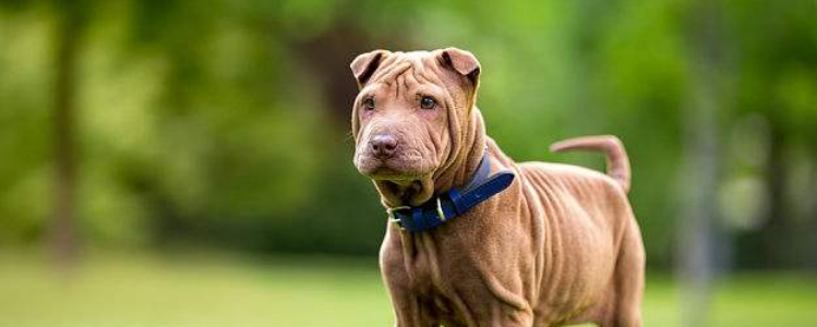 狗为什么吃主人 一般都是在野外生存的猎犬