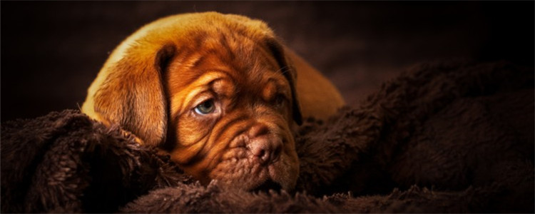 狗狗吃鸡骨头不消化怎么办 最好不要给狗狗喂鸡骨头