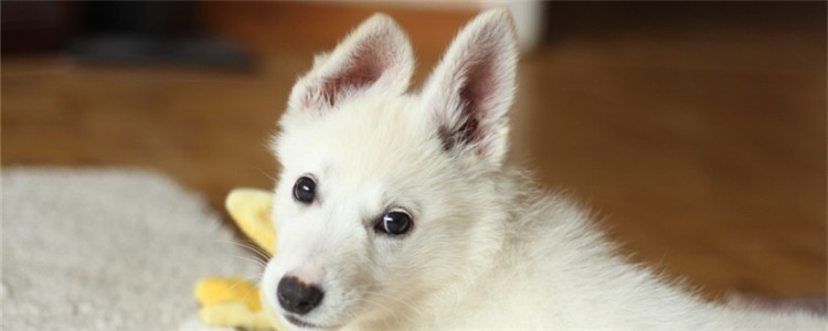 狗狗怀孕吃了鸡骨头怎么办 冷静下来密切观察狗狗状况