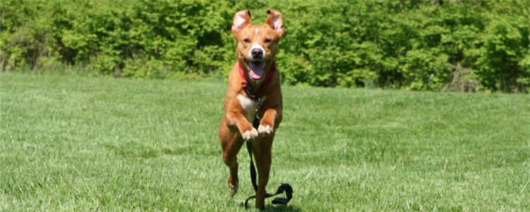 狗狗滴尿怎么回事 狗狗滴尿是发情了还是生病了