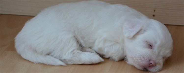 狗狗怎么喂妈咪爱 喂食妈咪爱要注意什么