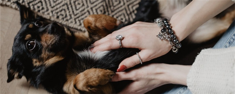 孕妇家的狗怎么办 谁说怀孕了就不能再养狗