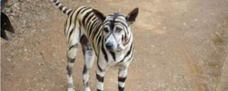 条纹狗是什么狗 这种情况是无法正确判断的