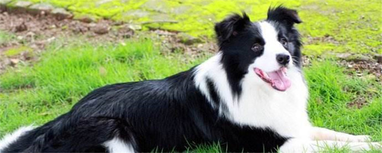 边牧尴尬期从多大年龄开始 尴尬期是什么意思