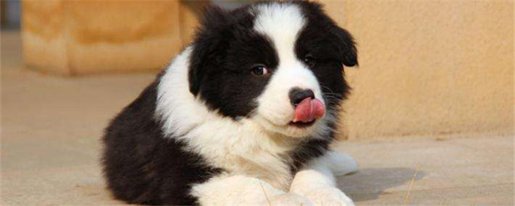 边牧爱叫吗 狗狗乱叫需要了解原因是什么