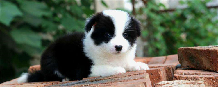 边牧能看家护院吗 边牧是优秀的看家护院犬