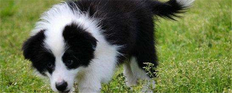 边牧毛色不好怎么办 可以给狗狗喂食海藻粉