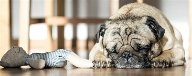 会定点的狗突然不会了 狗狗为什么会边走边尿