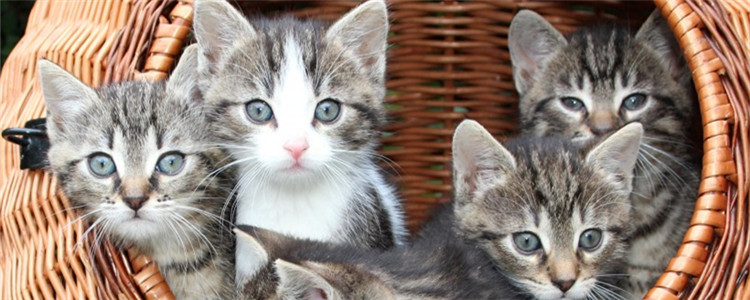 老猫不认小猫了怎么办 老猫为什么不认自己的孩子