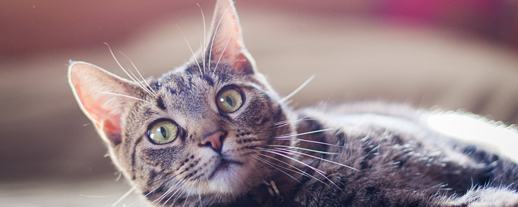 猫咪拉稀是怎么样的 怎么知道猫是拉稀了?