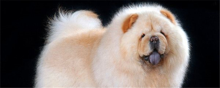 为什么狗舌头黑 什么品种的狗舌头是黑色的